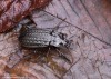 střevlík mřížkovaný (Brouci), Limnocarabus clathratus auraniensis, Carabidae Carabinae (Coleoptera)